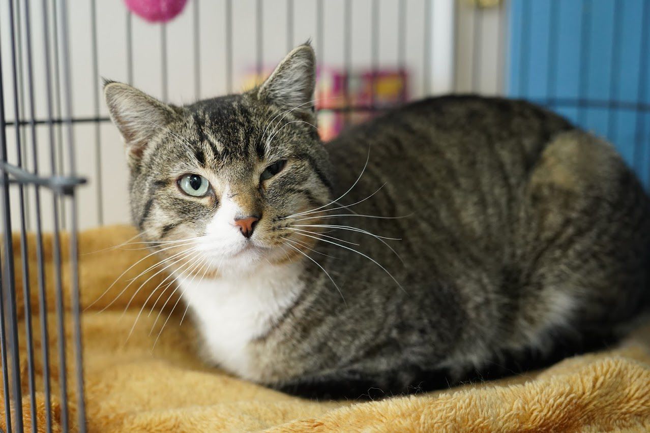 Adopt a friend: Clark Kent